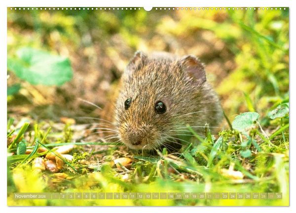 Produktbild: Zauberhafte M&auml;use: Von wegen nur Grau (hochwertiger Premium Wandkalender 2026 DIN A2 quer), Kunstdruck in Hochglanz