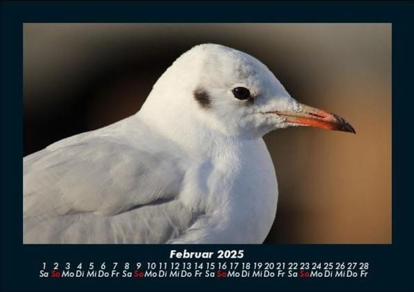Produktbild: Welt der V&ouml;gel 2025 Fotokalender DIN A5