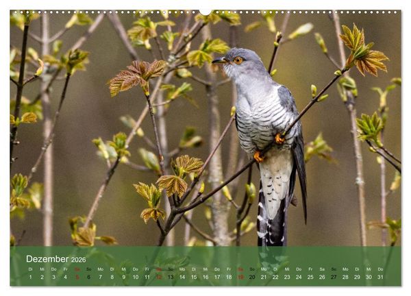 Produktbild: Kuckuck,Kuckuck,rufts aus dem Wald (Wandkalender 2026 DIN A2 quer), CALVENDO Monatskalender