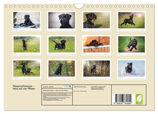 Produktbild: Riesenschnauzer - Herz auf vier Pfoten (Wandkalender 2027 DIN A4 quer), CALVENDO Monatskalender