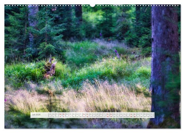 Produktbild: Traumhafte Waldstimmung am Rennsteig im Th&uuml;ringer Wald (hochwertiger Premium Wandkalender 2026 DIN A2 quer), Kunstdruck in Hochglanz