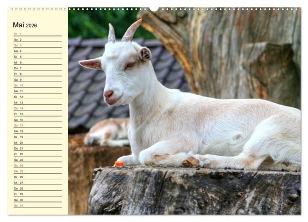 Produktbild: Ziegen. Lustige Ausbruchsk&uuml;nstler (hochwertiger Premium Wandkalender 2026 DIN A2 quer), Kunstdruck in Hochglanz