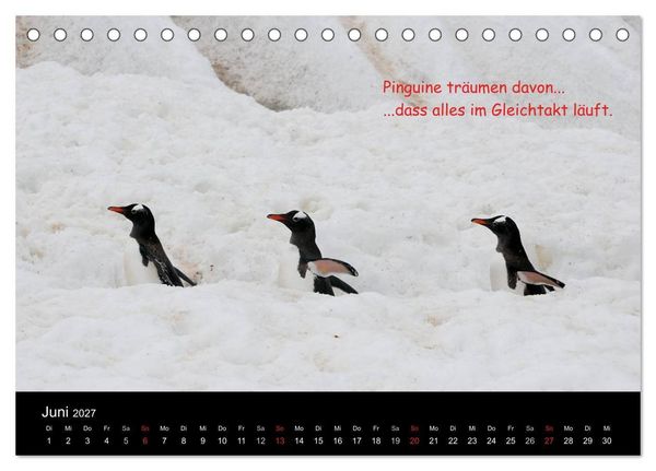 Produktbild: Wovon Pinguine tr&auml;umen (Tischkalender 2027 DIN A5 quer), CALVENDO Monatskalender