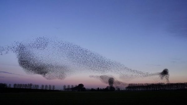 Produktbild: Vogelperspektiven (Special Edition)