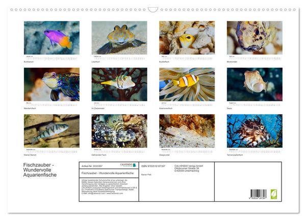 Produktbild: Fischzauber - Wundervolle Aquarienfische (Wandkalender 2026 DIN A2 quer), CALVENDO Monatskalender