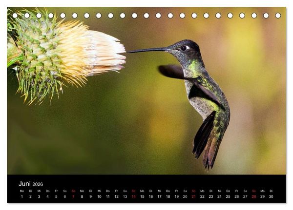 Produktbild: Der Kolibrikalender (Tischkalender 2026 DIN A5 quer), CALVENDO Monatskalender