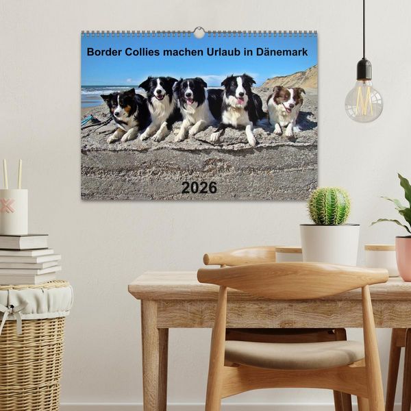 Produktbild: Border Collies machen Urlaub in D&auml;nemark (Wandkalender 2026 DIN A3 quer), CALVENDO Monatskalender