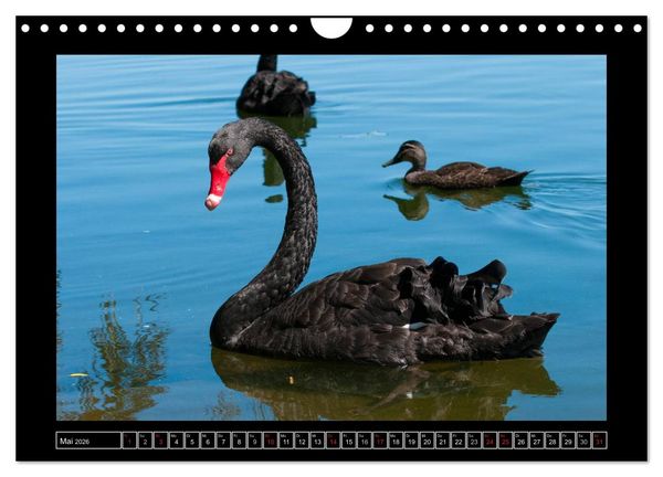 Produktbild: V&ouml;gel von "Down Under" Australien (Wandkalender 2026 DIN A4 quer), CALVENDO Monatskalender