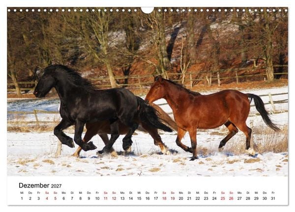 Produktbild: PFERDE - Zwischen Himmel, Erde und Hufschlag (Wandkalender 2027 DIN A3 quer), CALVENDO Monatskalender