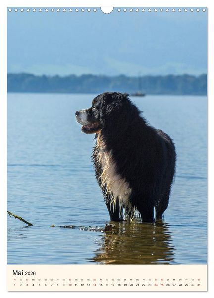 Produktbild: Die sch&ouml;nste Rasse der Welt - Berner Sennenhund (Wandkalender 2026 DIN A3 hoch), CALVENDO Monatskalender