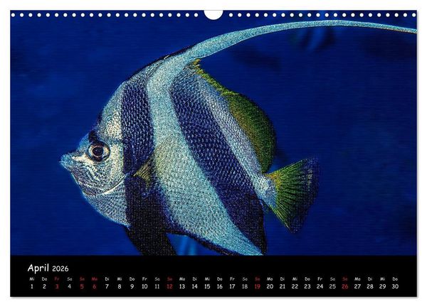 Produktbild: Die Welt unter Wasser (Wandkalender 2026 DIN A3 quer), CALVENDO Monatskalender