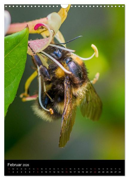 Produktbild: Bienen und Hummeln (Wandkalender 2026 DIN A3 hoch), CALVENDO Monatskalender