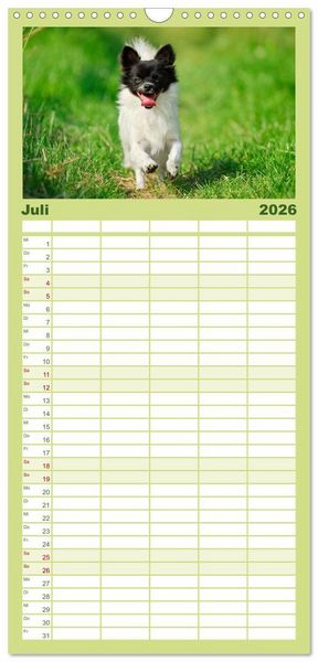 Produktbild: Familienplaner 2026 - Chihuahua - Kleine Hunde ganz gro&szlig; mit 5 Spalten (Wandkalender, 21 x 45 cm) CALVENDO