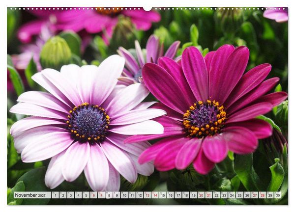 Produktbild: Herzensblumen (Wandkalender 2027 DIN A2 quer), CALVENDO Monatskalender