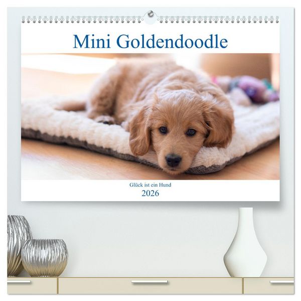 Produktbild: Mini Goldendoodle - Gl&uuml;ck ist ein Hund (hochwertiger Premium Wandkalender 2026 DIN A2 quer), Kunstdruck in Hochglanz