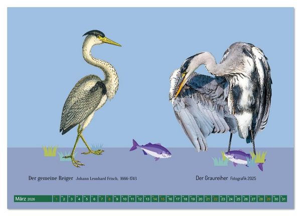 Produktbild: Vom Reiger zum Reiher (Tischkalender 2026 DIN A5 quer), CALVENDO Monatskalender