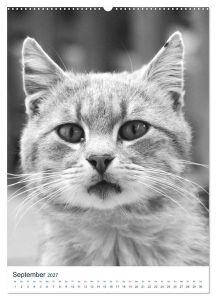 Produktbild: Wilde Katzen - Korsikas Samtpfoten (Wandkalender 2027 DIN A2 hoch), CALVENDO Monatskalender