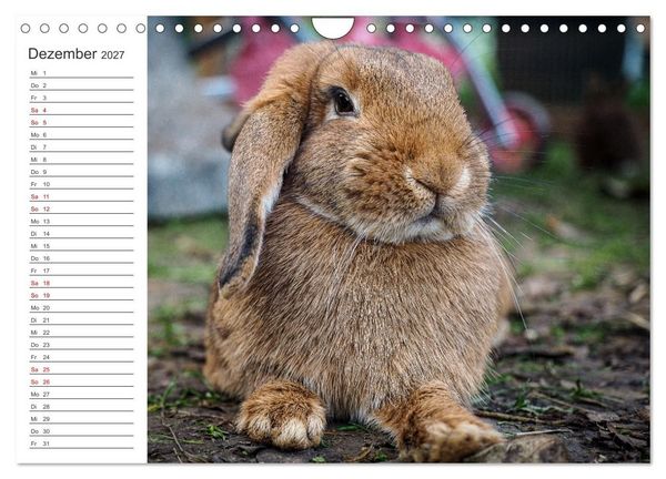 Produktbild: Eine gl&uuml;ckliche Kaninchenfamilie (Wandkalender 2027 DIN A4 quer), CALVENDO Monatskalender