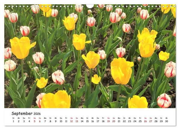 Produktbild: Tulpenbl&uuml;te in Flevoland 2026 (Wandkalender 2026 DIN A3 quer), CALVENDO Monatskalender