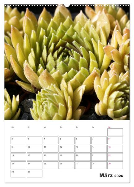 Produktbild: Ich liebe Sempervivum (Wandkalender 2026 DIN A2 hoch), CALVENDO Monatskalender