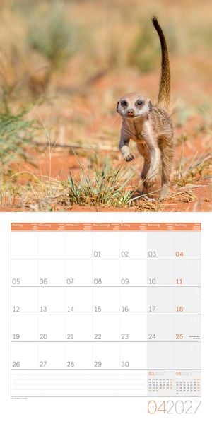 Produktbild: Erdm&auml;nnchen Kalender 2027 - 30x30 - Art12
