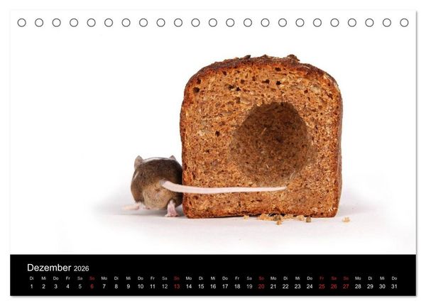 Produktbild: S&uuml;&szlig;e M&auml;use und Coole Ratten (Tischkalender 2026 DIN A5 quer), CALVENDO Monatskalender