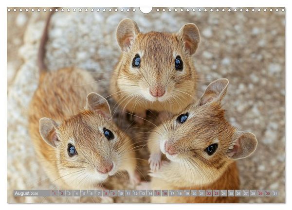 Produktbild: Maus im Haus - der Gerbil Kalender (Wandkalender 2026 DIN A3 quer), CALVENDO Monatskalender