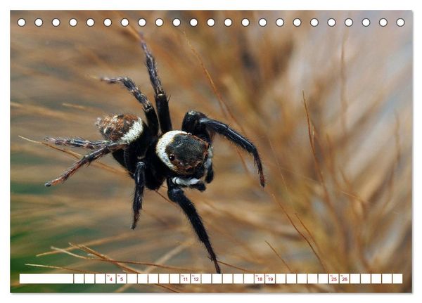 Produktbild: Spinnen in Deutschland (Tischkalender 2026 DIN A5 quer), CALVENDO Monatskalender