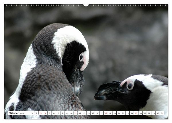 Produktbild: Tierische Fracktr&auml;ger (Wandkalender 2026 DIN A2 quer), CALVENDO Monatskalender