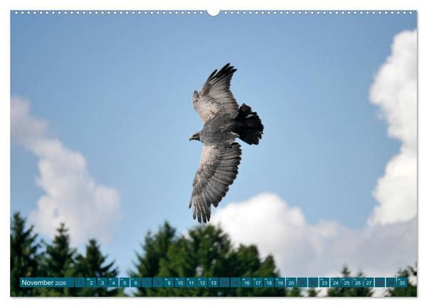 Produktbild: Weltvogelpark Walsrode - Die Vielfalt der Vogelarten (Wandkalender 2026 DIN A2 quer), CALVENDO Monatskalender