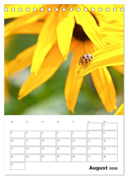 Produktbild: Kleines Gl&uuml;ck ganz gro&szlig;: Marienk&auml;fer! (Tischkalender 2026 DIN A5 hoch), CALVENDO Monatskalender