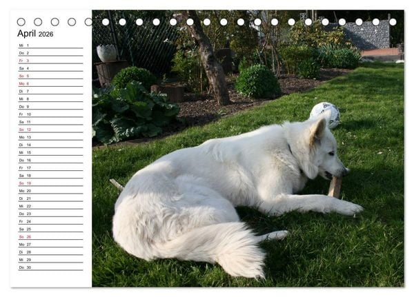 Produktbild: Berger Blanc Suisse - Wei&szlig;er Schweizer Sch&auml;ferhund (Tischkalender 2026 DIN A5 quer), CALVENDO Monatskalender