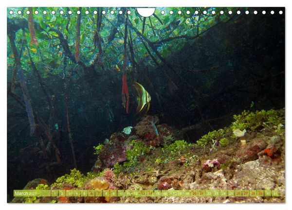 Produktbild: Mangroves - Valuable Habitat (Wall Calendar 2027 DIN A4 landscape), CALVENDO 12 Month Wall Calendar