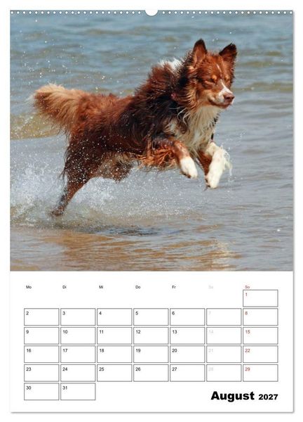 Produktbild: Australian Shepherd (hochwertiger Premium Wandkalender 2027 DIN A2 hoch), Kunstdruck in Hochglanz