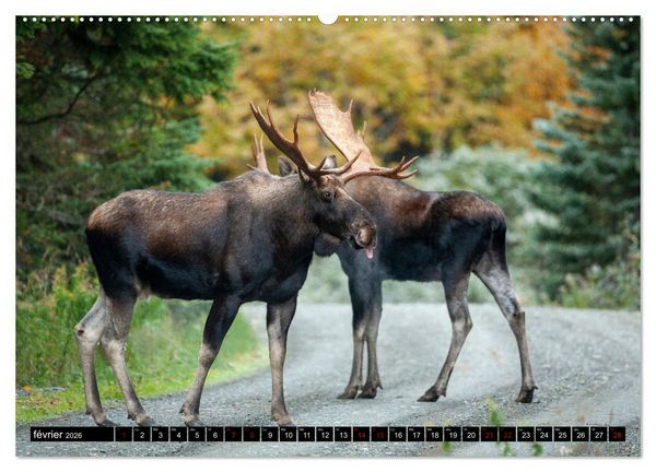 Produktbild: L'ORIGNAL, LE PLUS GRAND CERVID&Eacute; DU MONDE (Calendrier mural 2026 DIN A2 vertical) calendrier de bureau