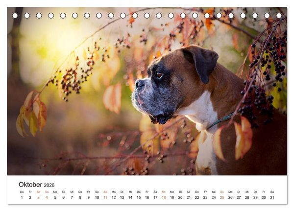 Produktbild: Deutscher Boxer (Tischkalender 2026 DIN A5 quer), CALVENDO Monatskalender