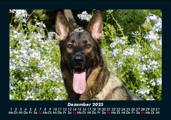 Produktbild: Hunde 2025 Fotokalender DIN A5