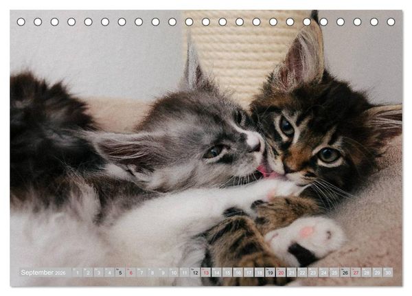 Produktbild: Katzen Pers&ouml;nlichkeiten 2026 (Tischkalender 2026 DIN A5 quer), CALVENDO Monatskalender