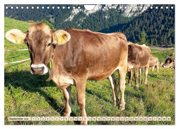 Produktbild: Berg-K&uuml;he, Natur pur - unser sch&ouml;nster Urlaub (Wandkalender 2026 DIN A4 quer), CALVENDO Monatskalender