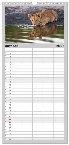 Produktbild: Familienplaner 2026 - Raubkatzenkinder mit 5 Spalten (Wandkalender, 21 x 45 cm) CALVENDO
