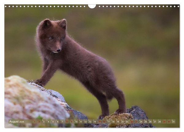 Produktbild: Polarfuchs-Welpen (Wandkalender 2026 DIN A3 quer), CALVENDO Monatskalender