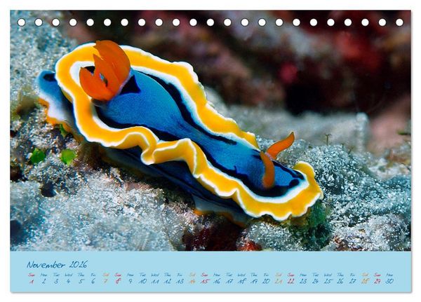Produktbild: Sea Slugs - Little Wonders - Pure Beauties (Desk Calendar 2026 DIN A5 landscape), CALVENDO 12 Month DeskCalendar