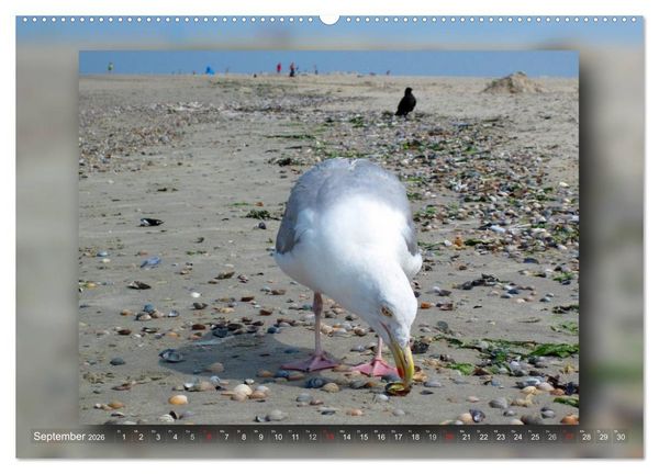 Produktbild: Baltrum - Ein Tag am Strand (hochwertiger Premium Wandkalender 2026 DIN A2 quer), Kunstdruck in Hochglanz