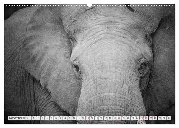Produktbild: Emotionale Momente: Elefanten in black & white (hochwertiger Premium Wandkalender 2026 DIN A2 quer), Kunstdruck in Hochglanz