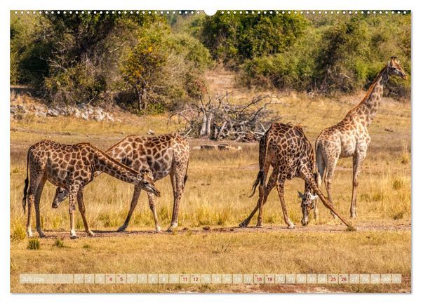 Produktbild: Chobe River - Eine spannende Flussfahrt in Botswana (Wandkalender 2026 DIN A2 quer), CALVENDO Monatskalender