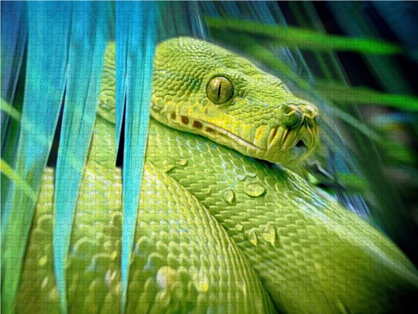 Produktbild: CALVENDO Puzzle Python 1000 Teile Lege-Gr&ouml;&szlig;e 64 x 48 cm Foto-Puzzle Bild von Liselotte Brunner-Klaus