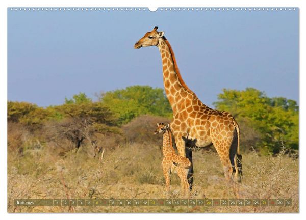 Produktbild: Giraffen - Sanftheit und Anmut (hochwertiger Premium Wandkalender 2026 DIN A2 quer), Kunstdruck in Hochglanz