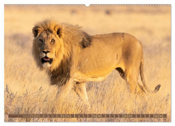 Produktbild: Wildlife Namibia - Etosha und Kalahari (hochwertiger Premium Wandkalender 2026 DIN A2 quer), Kunstdruck in Hochglanz