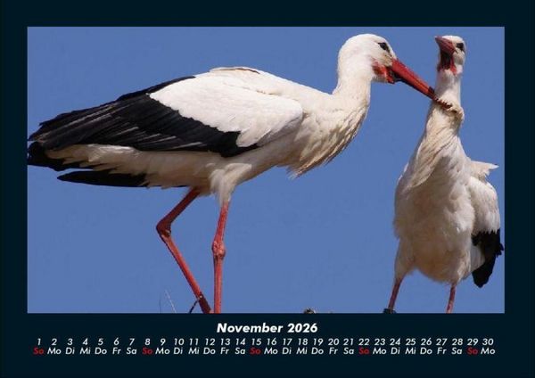 Produktbild: Welt der Tiere 2026 Fotokalender DIN A4