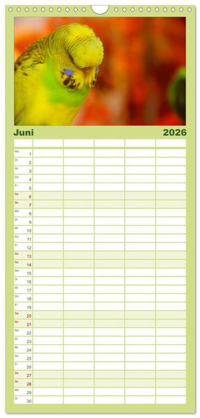 Produktbild: Familienplaner 2026 - Wellensittiche mit 5 Spalten (Wandkalender, 21 x 45 cm) CALVENDO